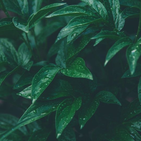 Plants for aries