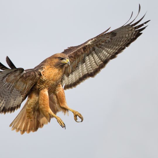 Red Hawk